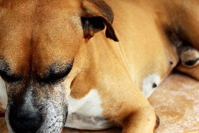 Close-up of dog relaxing