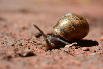 Close-up of snail on land