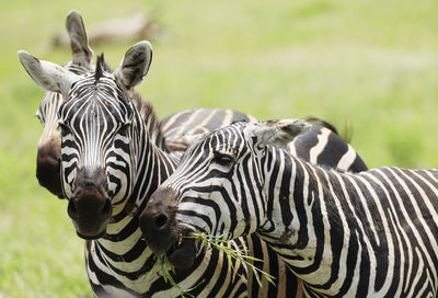 Zebras in a field