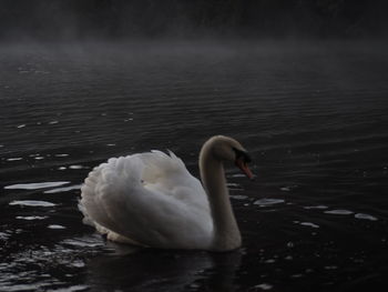 Swan swimming in lake