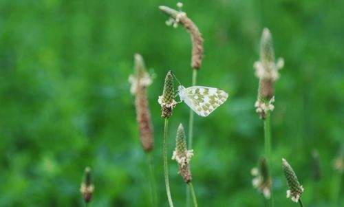 Close-up of butterfly pollinating on flowering plant