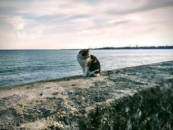 Dog standing in sea against sky