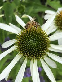 Close-up of bee pollinating on flower