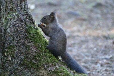 Squirrel on tree trunk