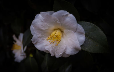 Close-up of flower