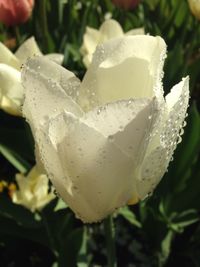 Close-up of water drops on flower