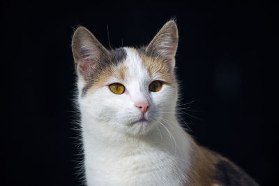 Close-up portrait of white cat against black background
