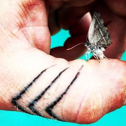 Close-up of insect on hand