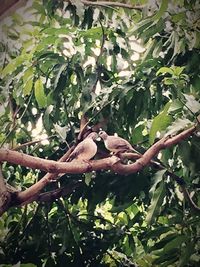 Low angle view of bird perching on tree