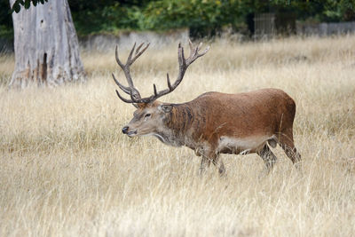 Deer in a field