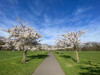 Cherry blossom tree in park against sky