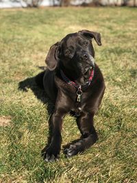 Black dog on field