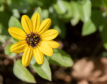 Close-up of yellow flower