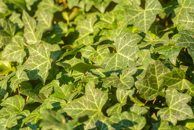 Full frame shot of leaves