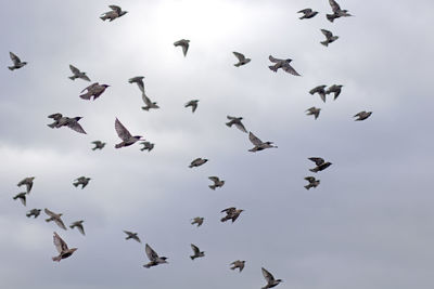 Low angle view of birds flying in sky