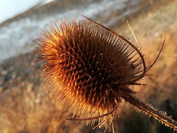 Close-up of thistle against sky