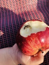 Close-up of hand holding apple