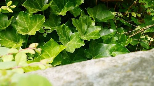 High angle view of leaves on field