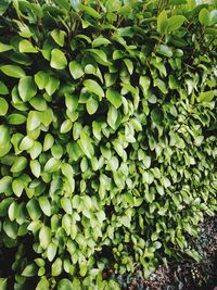 Close-up of green leaves