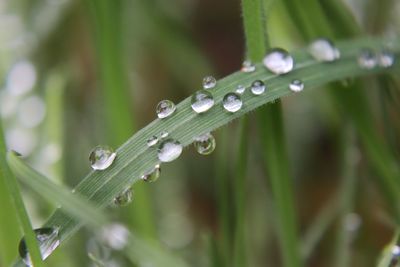 Close-up of wet plant during rainy season