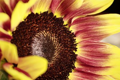 Close-up of sunflower