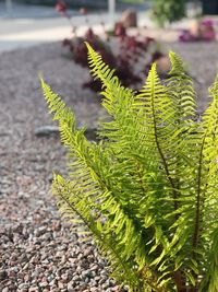 Close-up of plant on road