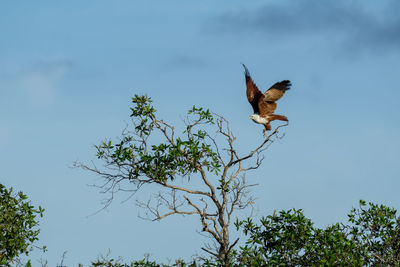 Low angle view of bird flying against sky