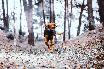 Dog running on tree trunk