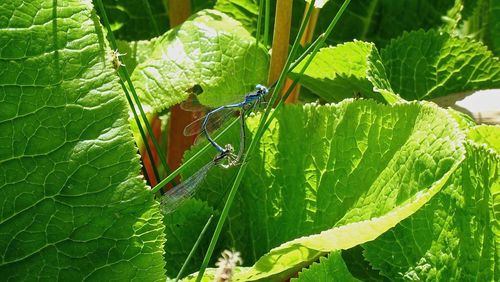 Close-up of insect on leaves