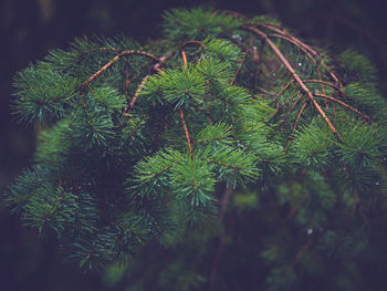 Close-up of pine tree