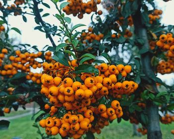 Orange fruits on tree