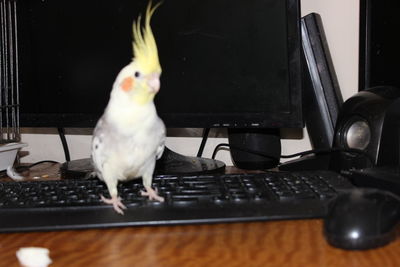 View of birds on table