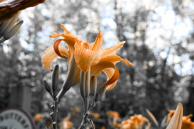 Close-up of flower against blurred background