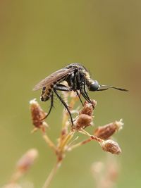 Close-up of insect on flower