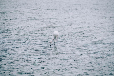 Bird in water