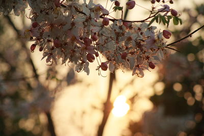 Close-up of cherry blossom tree