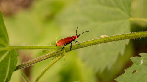 Close-up of insect on leaf