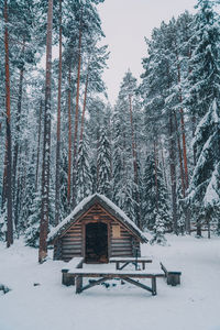 Snow covered land and trees in forest