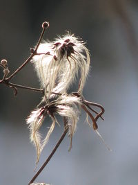 Close-up of wilted plant against sky