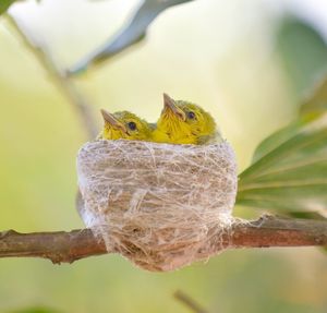 Close-up of bird perching on branch