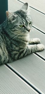 High angle view of cat relaxing on floor