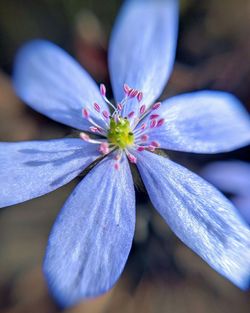 Close-up of purple flower