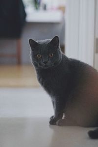 Portrait of cat sitting at home