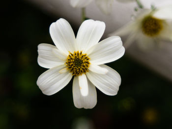 Close-up of white flower