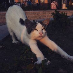 Close-up of cat relaxing on field