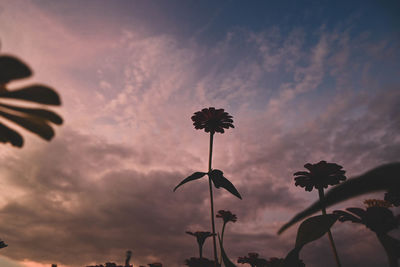 Low angle view of silhouette flowering plants against sky during sunset