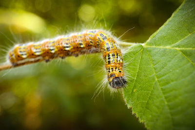 Close-up of insect on leaf