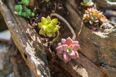 Close-up of pink flowers on tree trunk