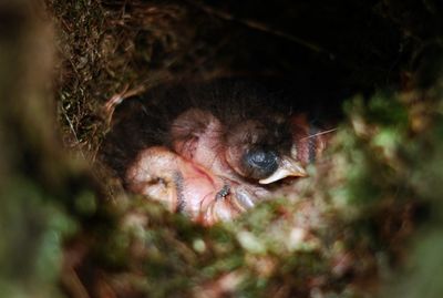 Close-up of bird