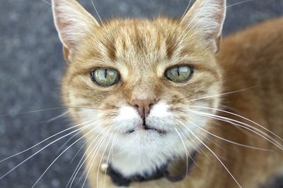 Close-up portrait of cat